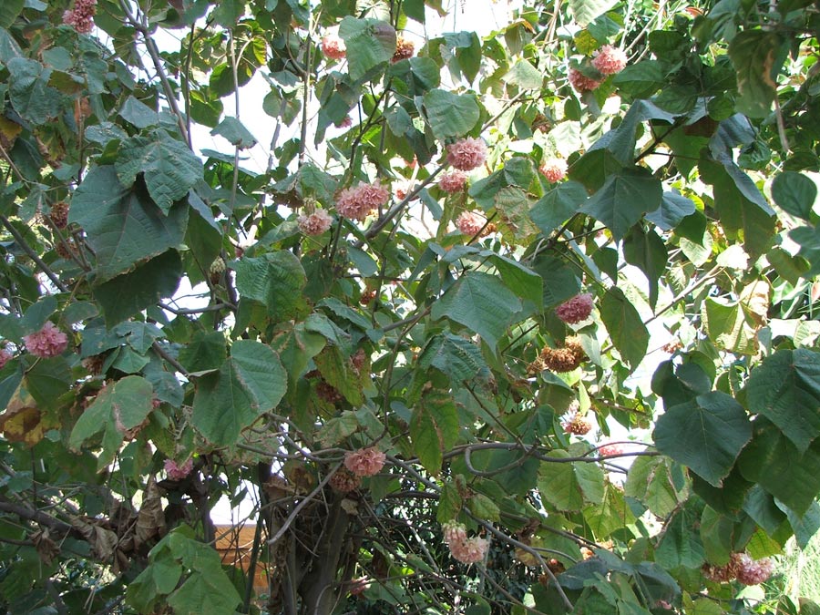 Image of Dombeya &times; cayeuxii specimen.