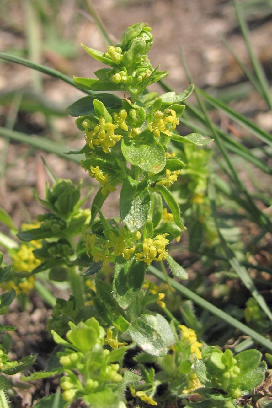 Изображение особи Cruciata laevipes.