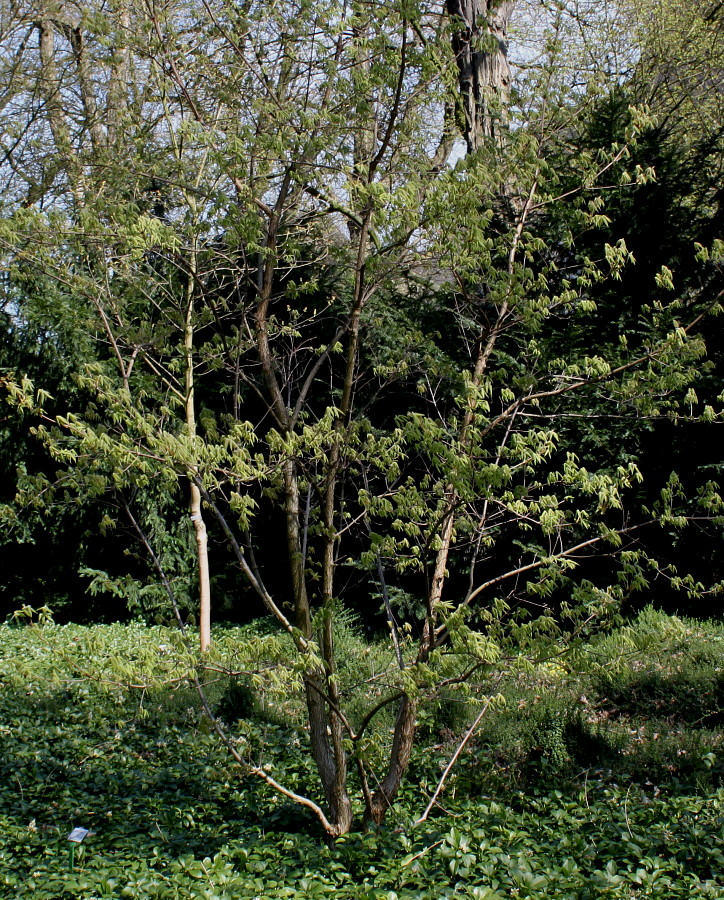 Image of Acer triflorum specimen.