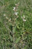 Salvia verbascifolia. Цветущее растение. Нагорный Карабах, окр. г. Шуши, Унотское ущелье. 05.05.2013.