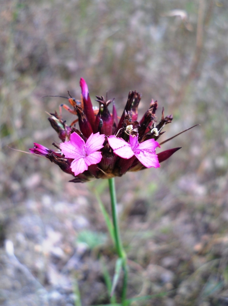 Image of genus Dianthus specimen.