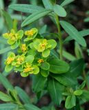 genus Euphorbia. Верхняя часть побега с соцветиями. Германия, г. Krefeld, Ботанический сад. 02.06.2013.