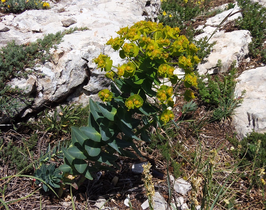 Image of Euphorbia iberica specimen.