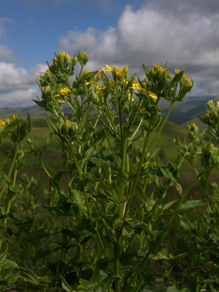 Изображение особи Senecio propinquus.