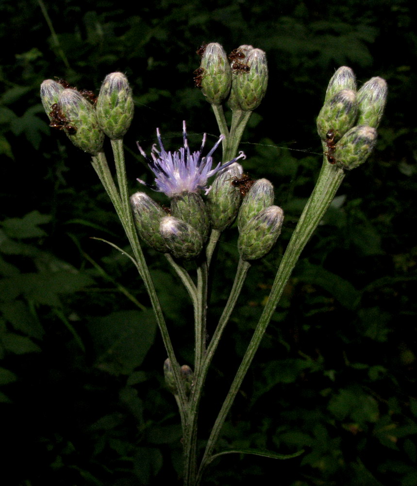 Image of Saussurea controversa specimen.