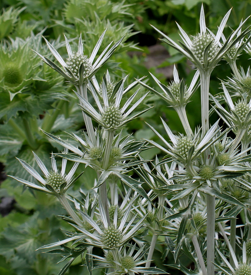 Изображение особи Eryngium bourgatii.