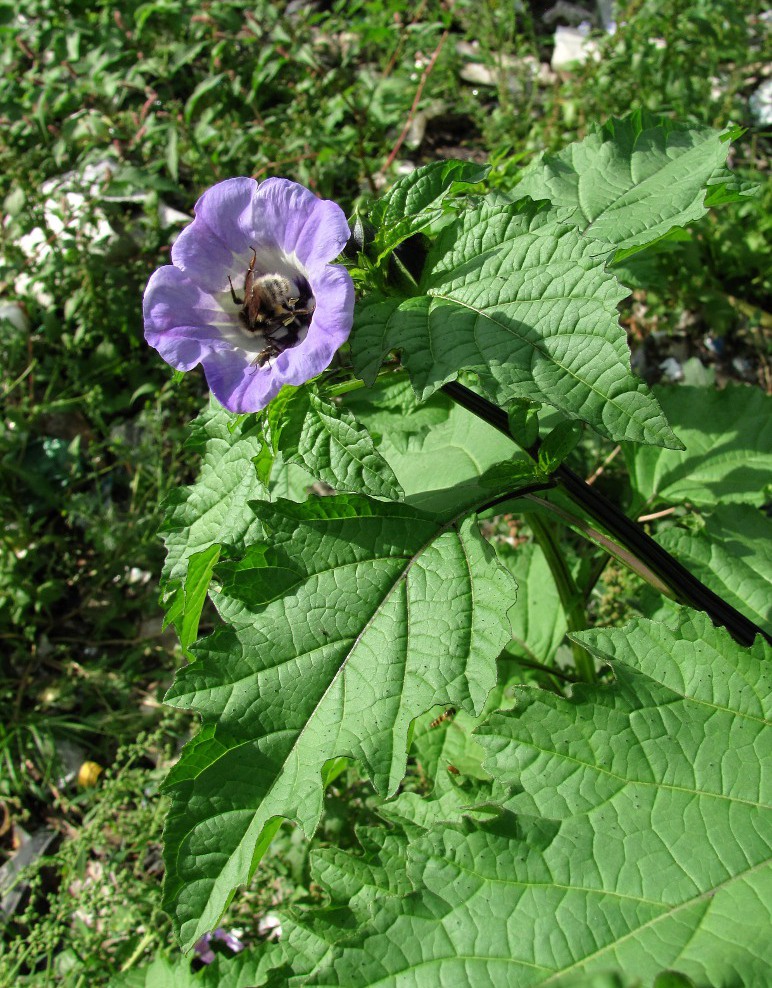 Image of Nicandra physalodes specimen.