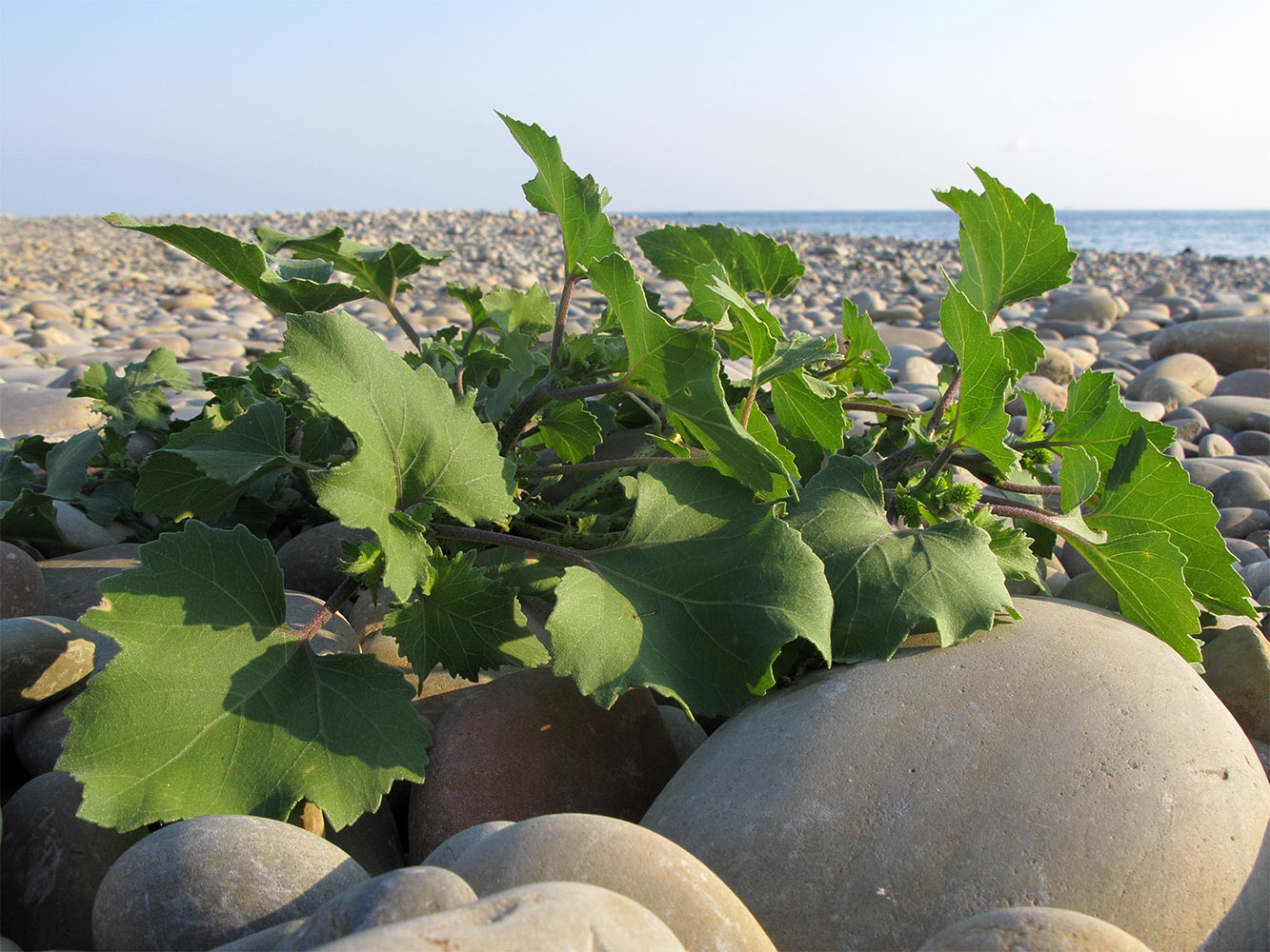 Image of genus Xanthium specimen.