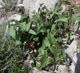 Aristolochia paecilantha. Цветущее растение (Aristolochia scabridula Boiss.). Израиль, горный массив Хермон. 05.05.2010.