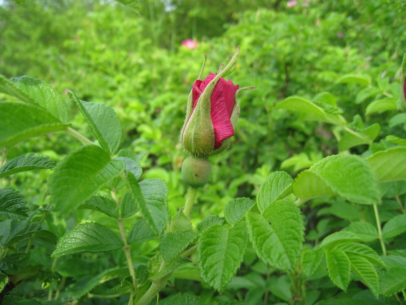 Изображение особи Rosa rugosa.