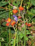 Pilosella aurantiaca. Соцветия. Альпийские луга Заилийского Алатау, конец июля.
