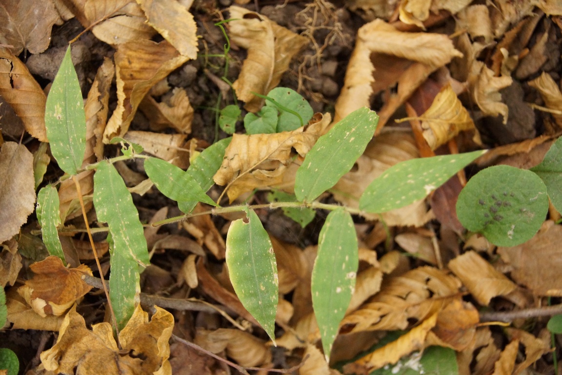 Image of Oplismenus undulatifolius specimen.