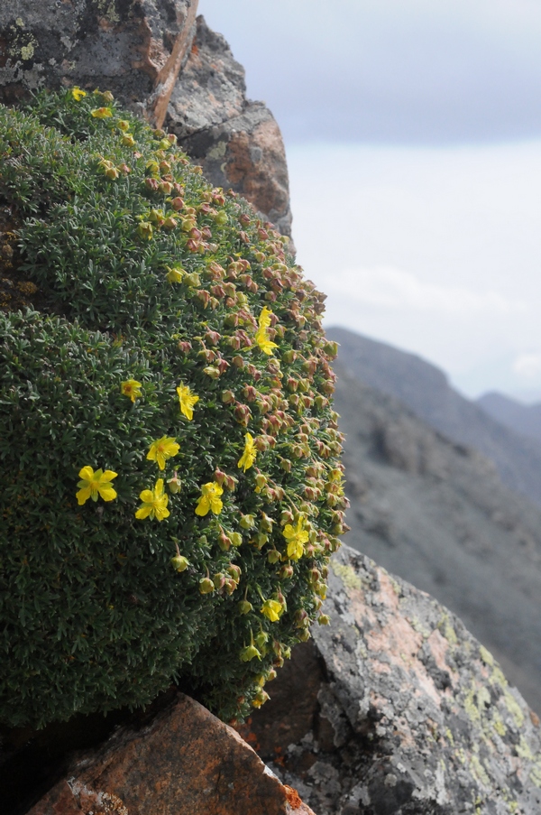 Image of Potentilla biflora specimen.