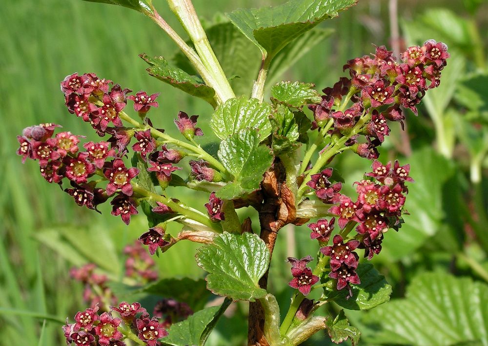 Изображение особи Ribes procumbens.