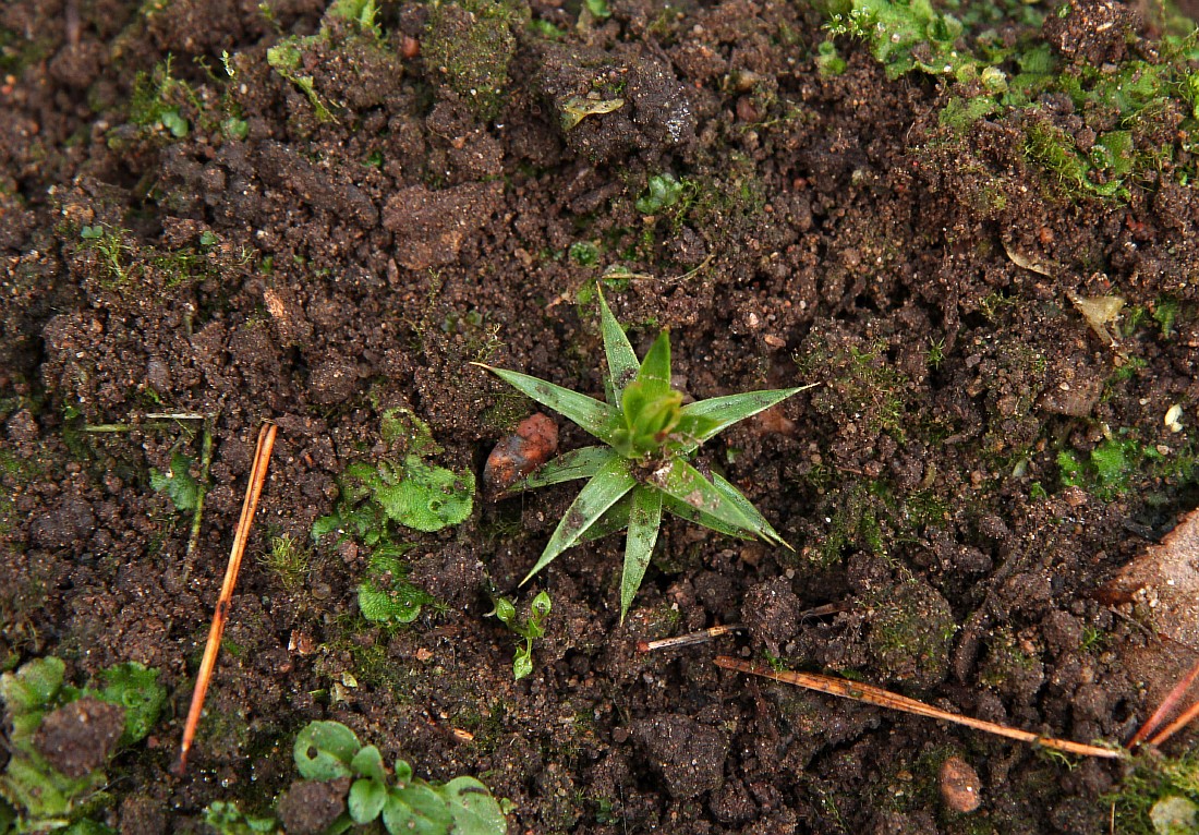 Изображение особи Araucaria araucana.