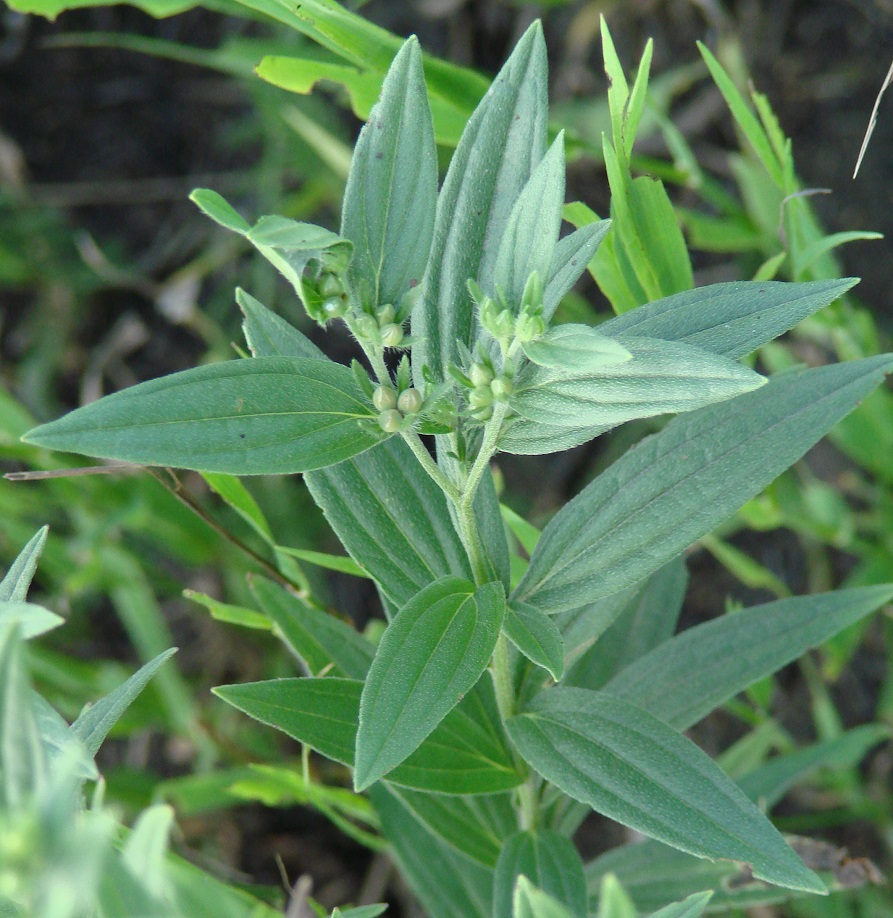 Image of Lithospermum officinale specimen.