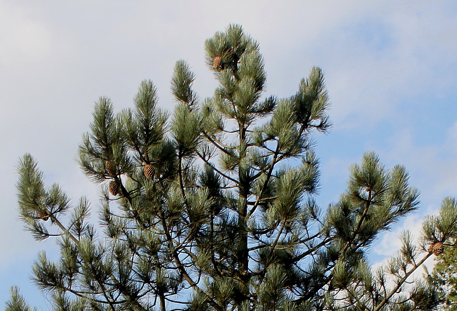 Image of Pinus coulteri specimen.