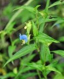 Commelina communis