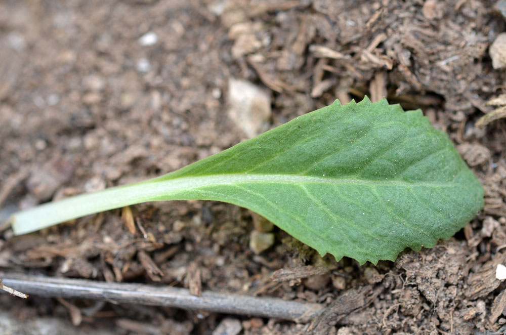 Image of Primula fedtschenkoi specimen.