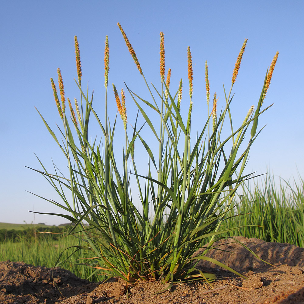 Image of Alopecurus aequalis specimen.