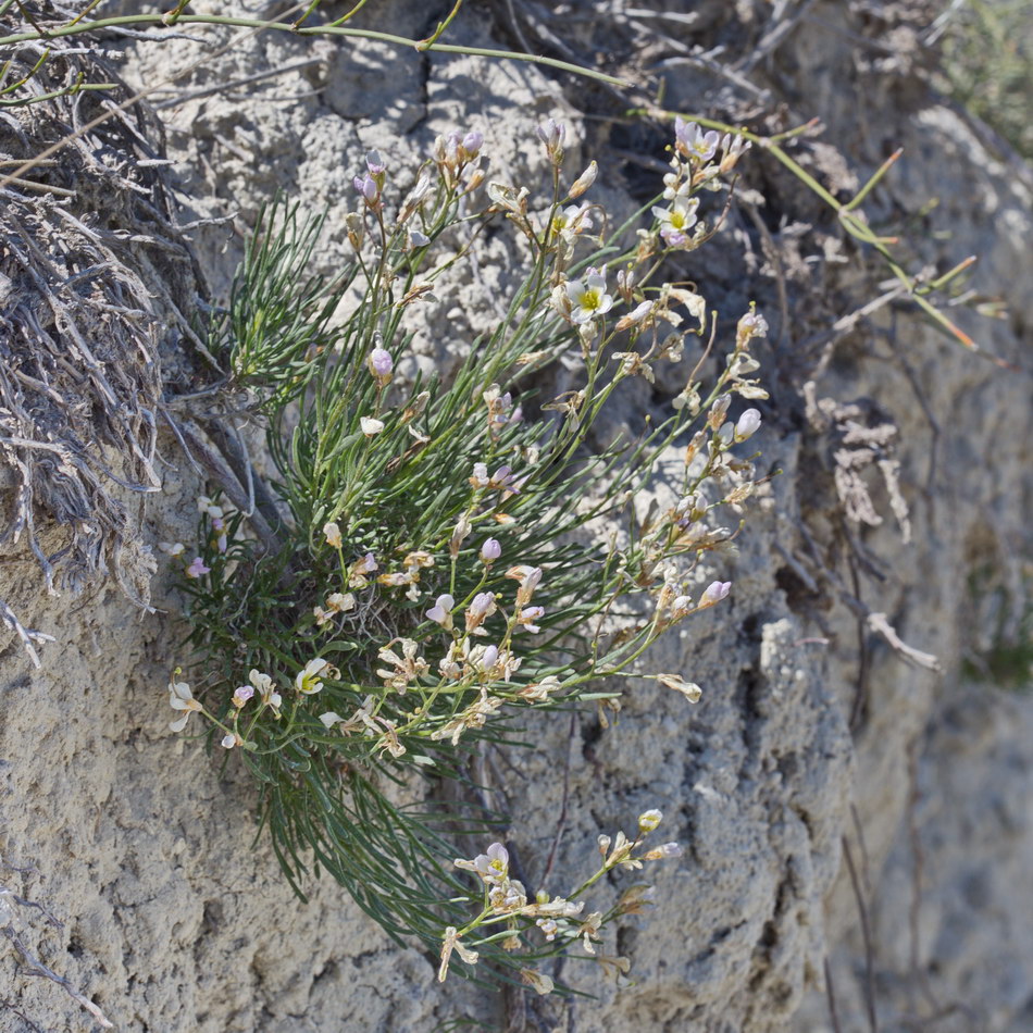 Image of Rhammatophyllum pachyrhizum specimen.