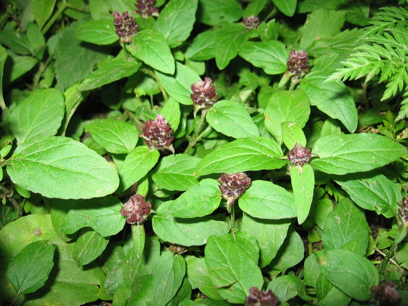 Image of Prunella vulgaris specimen.