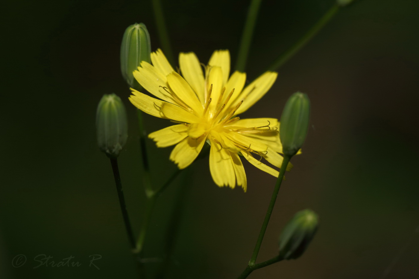 Image of Lapsana communis specimen.