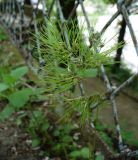 Poa bulbosa subspecies vivipara. Соцветие (проросшие луковички). Ставропольский край, г. Кисловодск, спуск от санатория им. М. Горького к филармонии (43°54′01,36″ с.ш., 42°43′13,78″ в.д.). 21.05.2014.