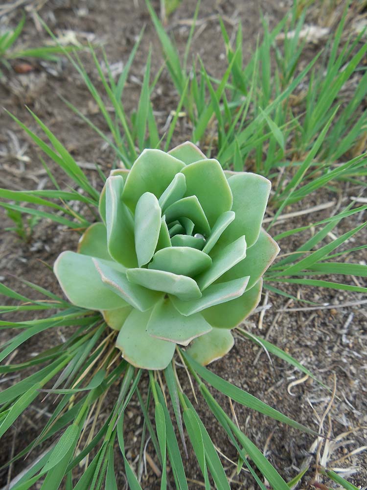 Image of Orostachys malacophylla specimen.