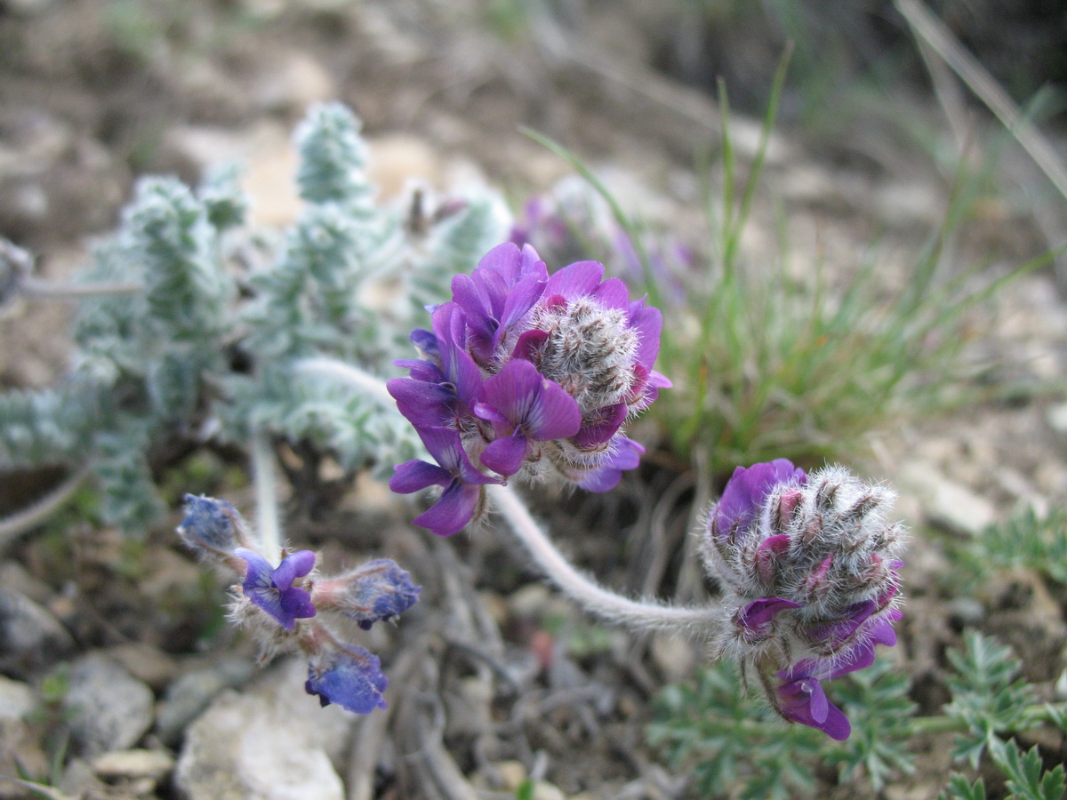 Image of Oxytropis albovillosa specimen.