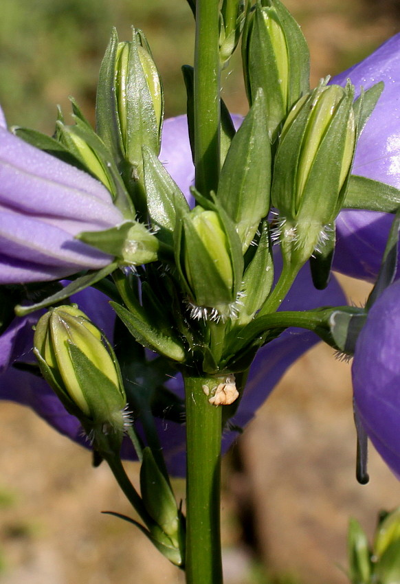 Image of Campanula persicifolia specimen.