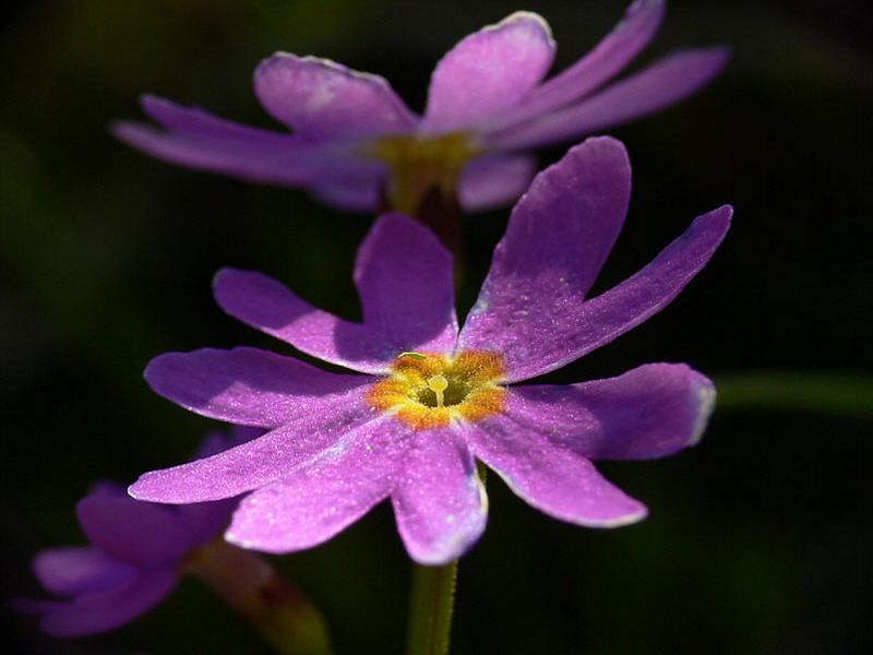 Изображение особи Primula cuneifolia.