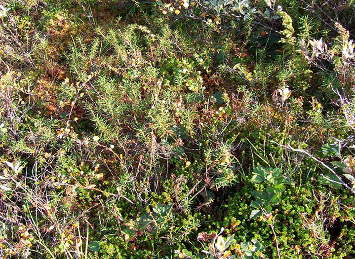 Image of Ledum palustre specimen.