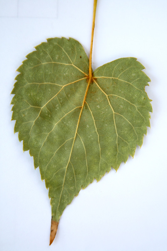 Image of Tilia amurensis specimen.