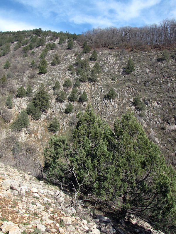 Image of Juniperus excelsa specimen.