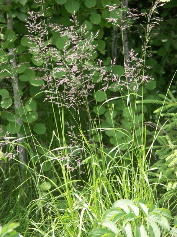 Изображение особи Calamagrostis phragmitoides.