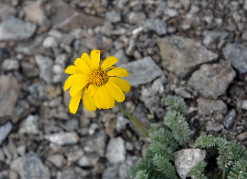 Изображение особи Anthemis marschalliana ssp. pectinata.