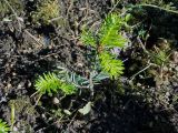 Abies lasiocarpa