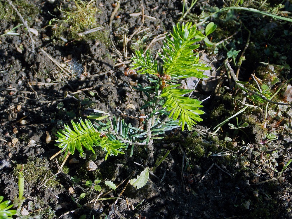 Image of Abies lasiocarpa specimen.