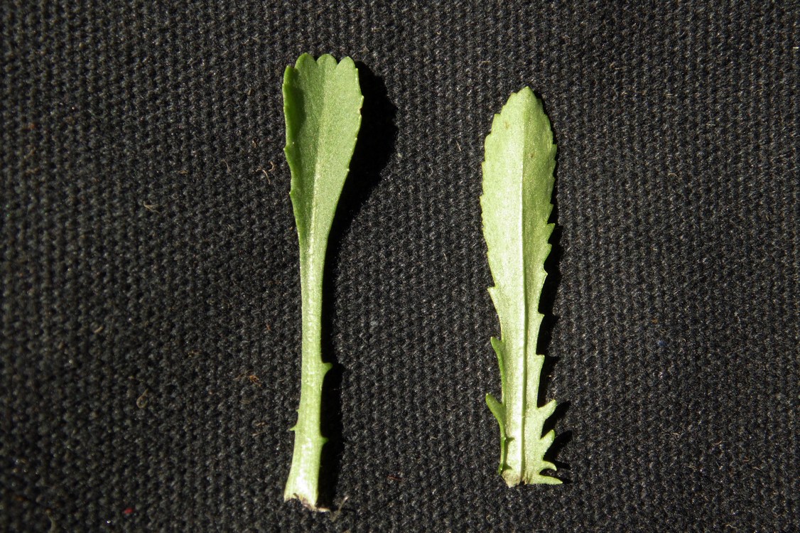 Image of Leucanthemum ircutianum specimen.