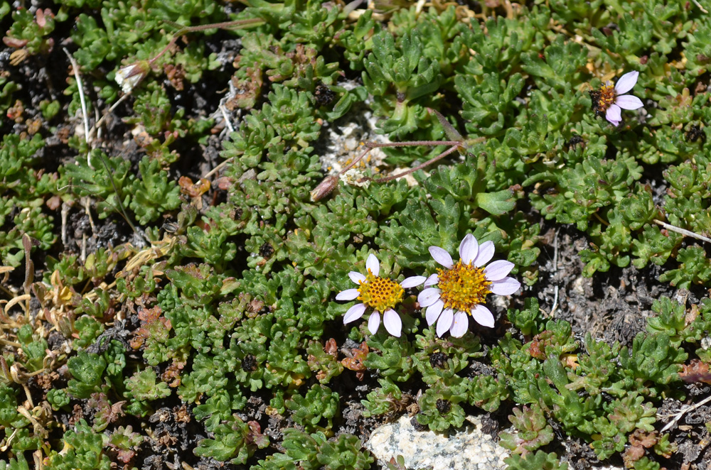 Image of Waldheimia tridactylites specimen.