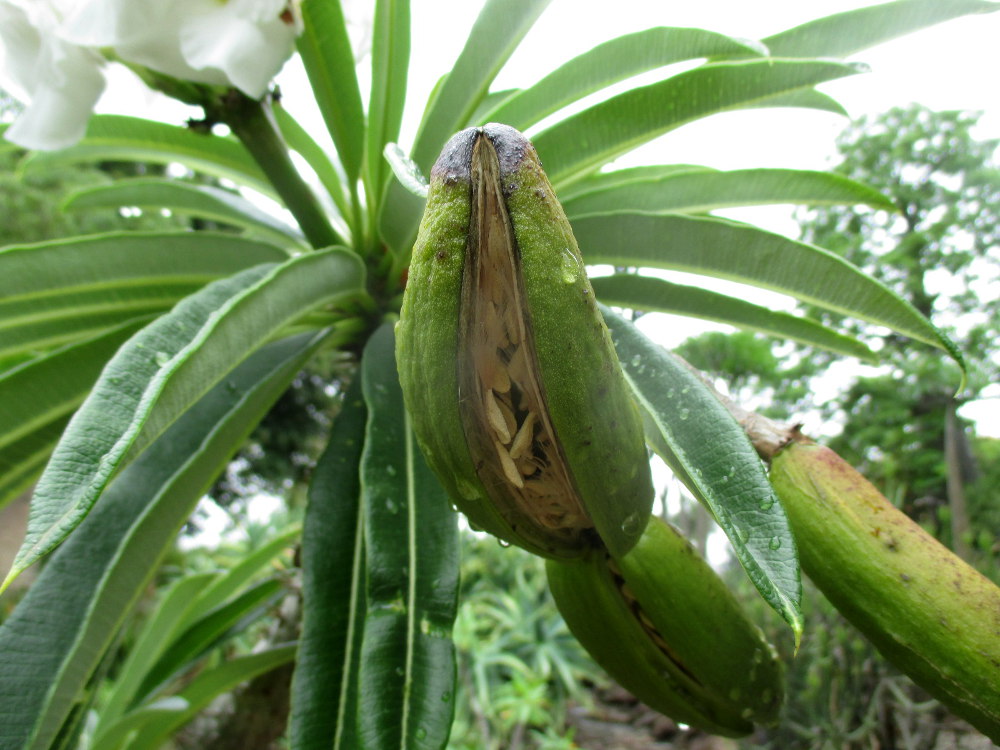 Image of Pachypodium lamerei specimen.