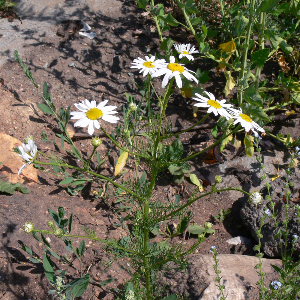 Изображение особи Tripleurospermum inodorum.