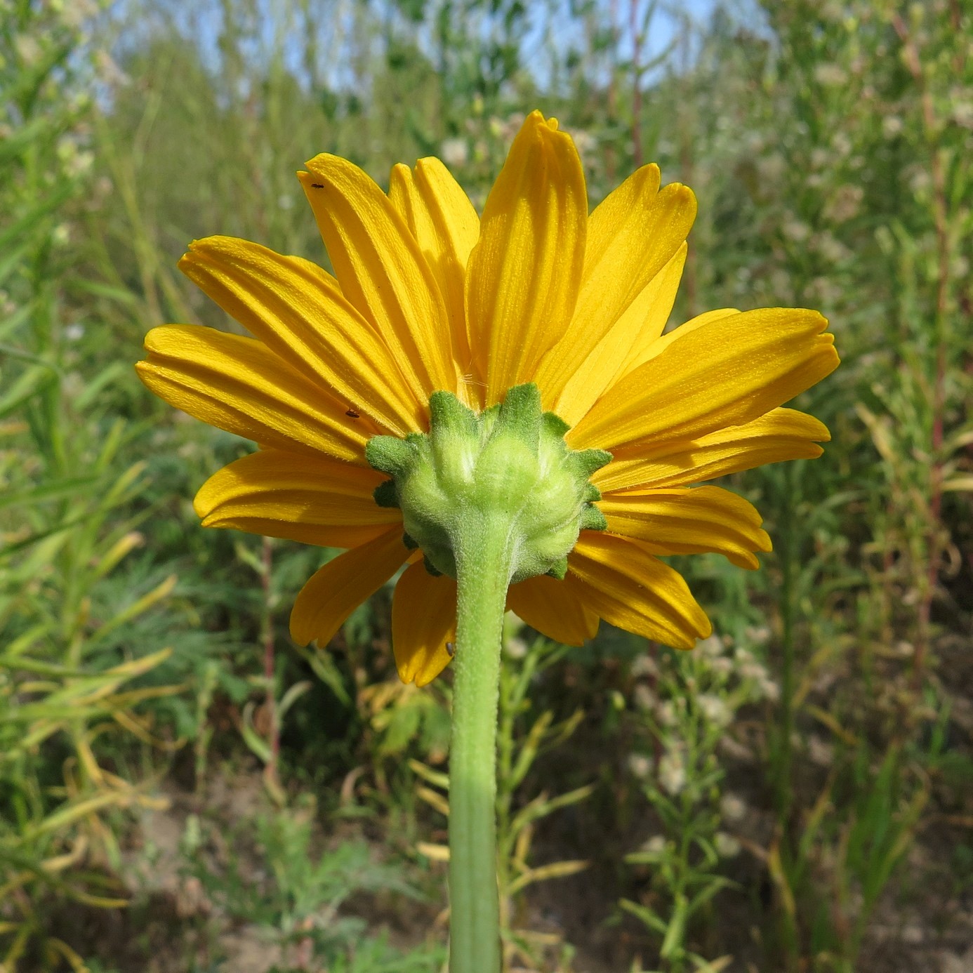 Image of Heliopsis helianthoides specimen.