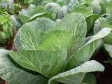 Brassica oleracea variety capitata. Листья. Свердловская обл., окр. г. Североуральск, дачный участок. 11.07.2015.