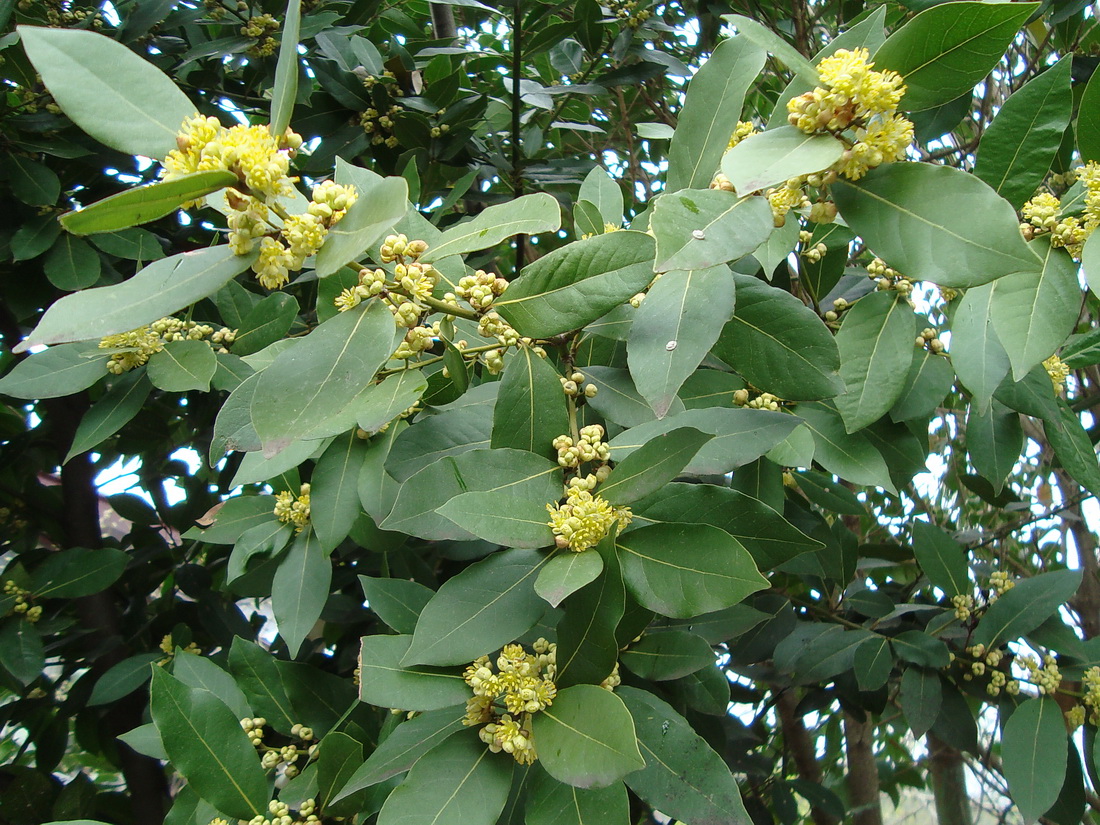 Image of Laurus nobilis specimen.