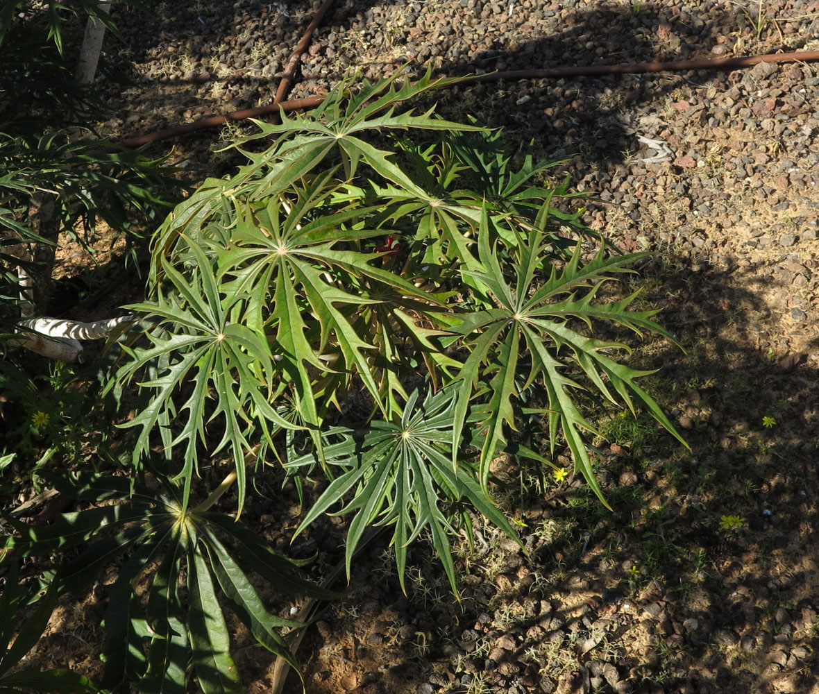 Image of Jatropha multifida specimen.