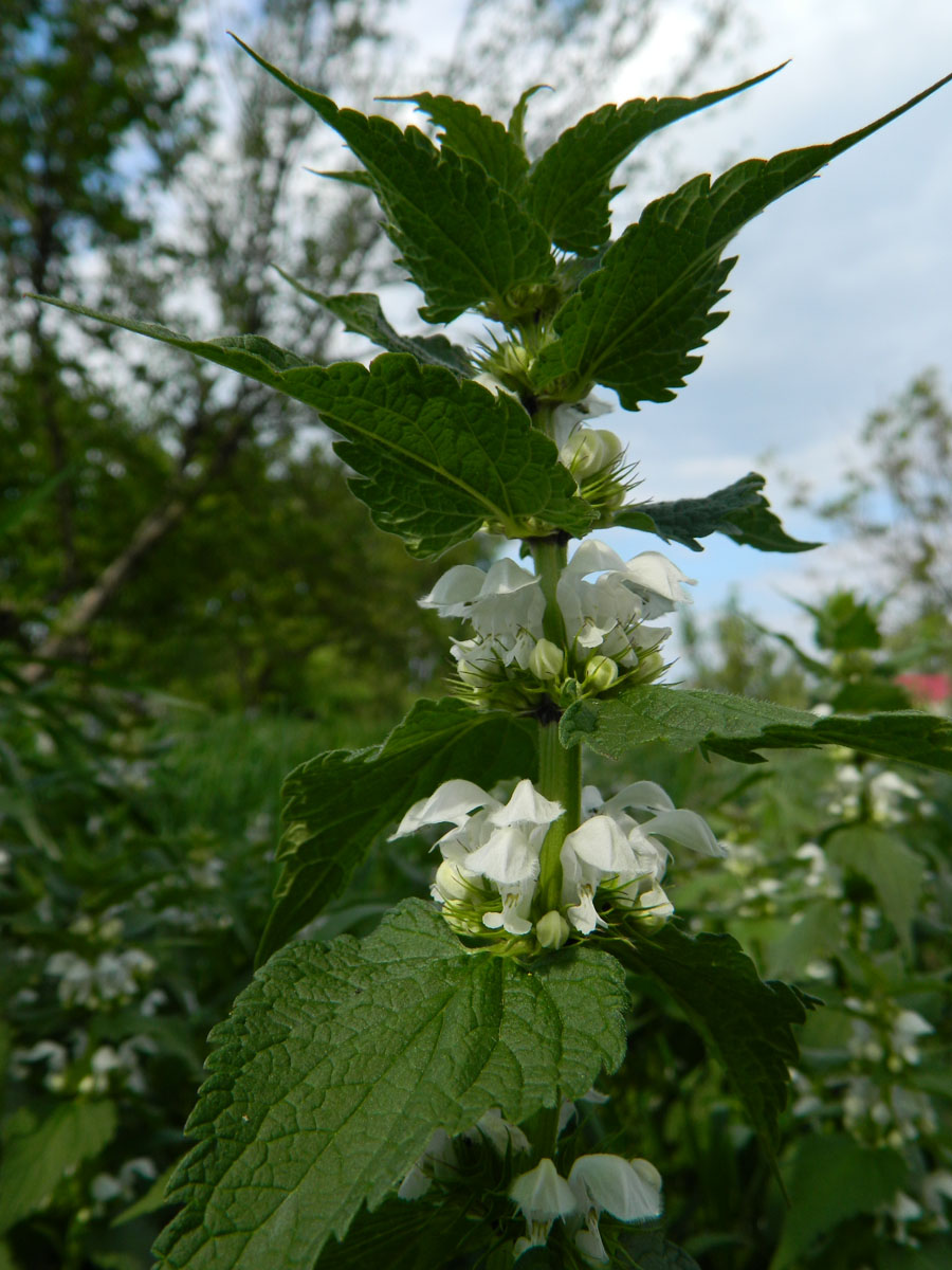 Image of Lamium album specimen.