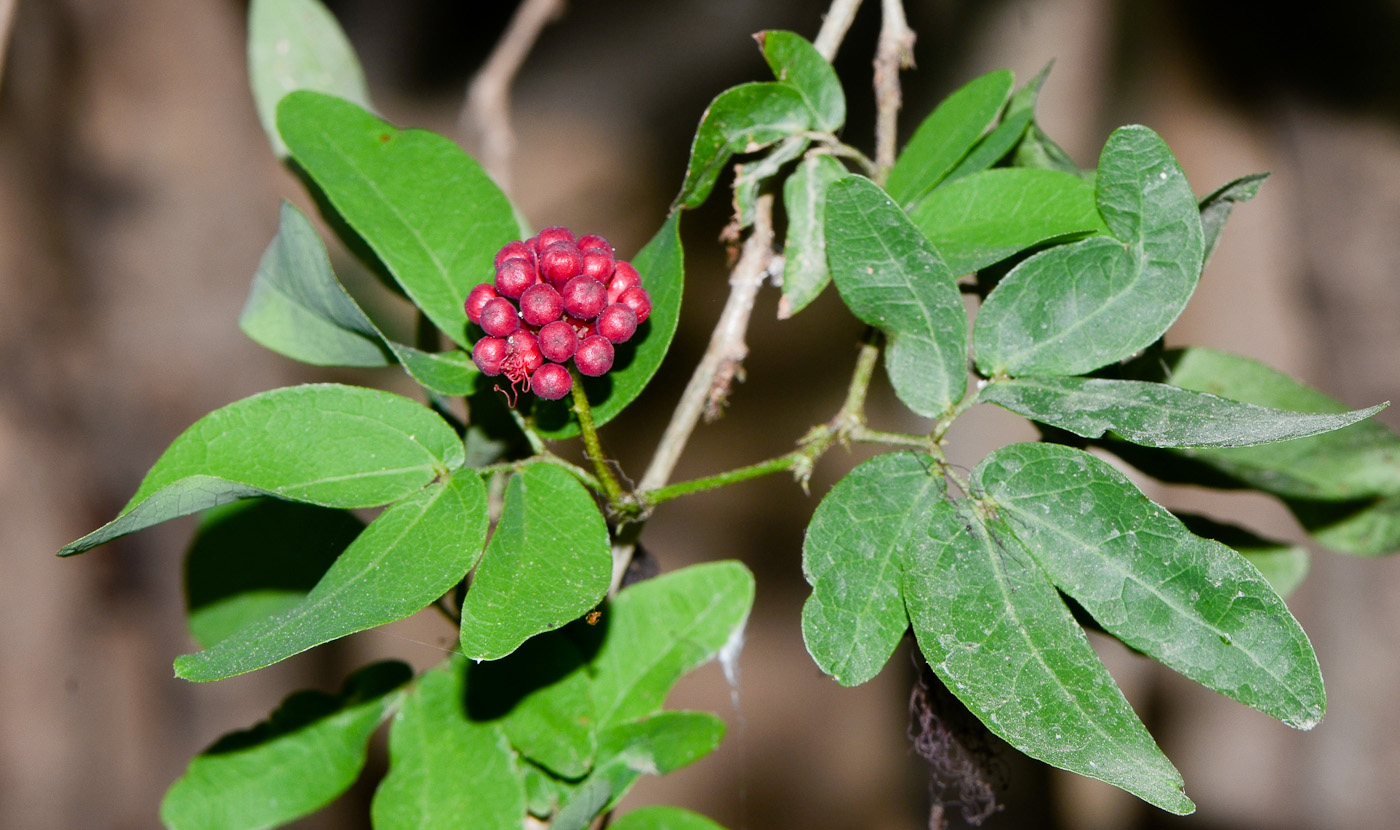 Image of Calliandra tergemina var. emarginata specimen.