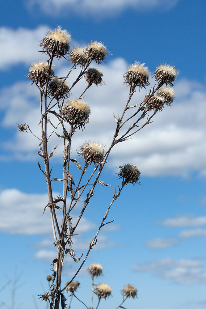 Изображение особи Carlina fennica.